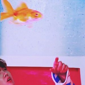 Meet your Posher, Hirunu